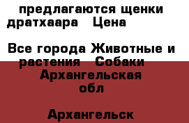 предлагаются щенки дратхаара › Цена ­ 20 000 - Все города Животные и растения » Собаки   . Архангельская обл.,Архангельск г.